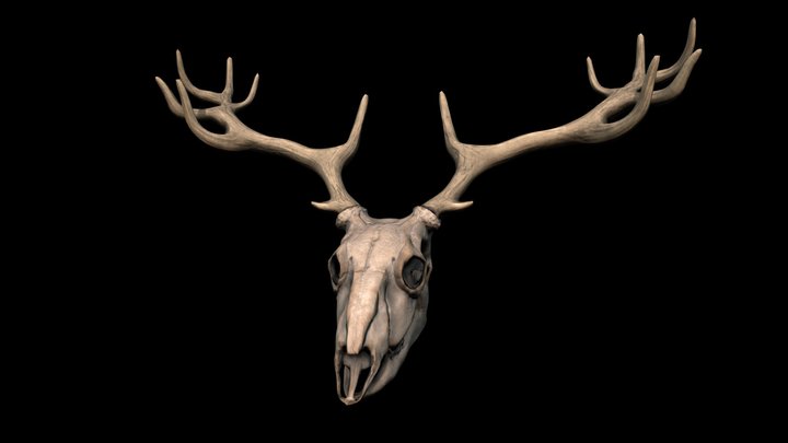 Deer Skull 3D Model