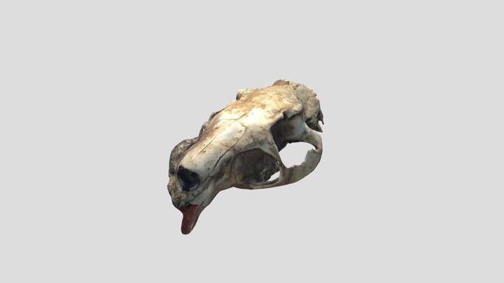 Rongeur 3D models - Sketchfab