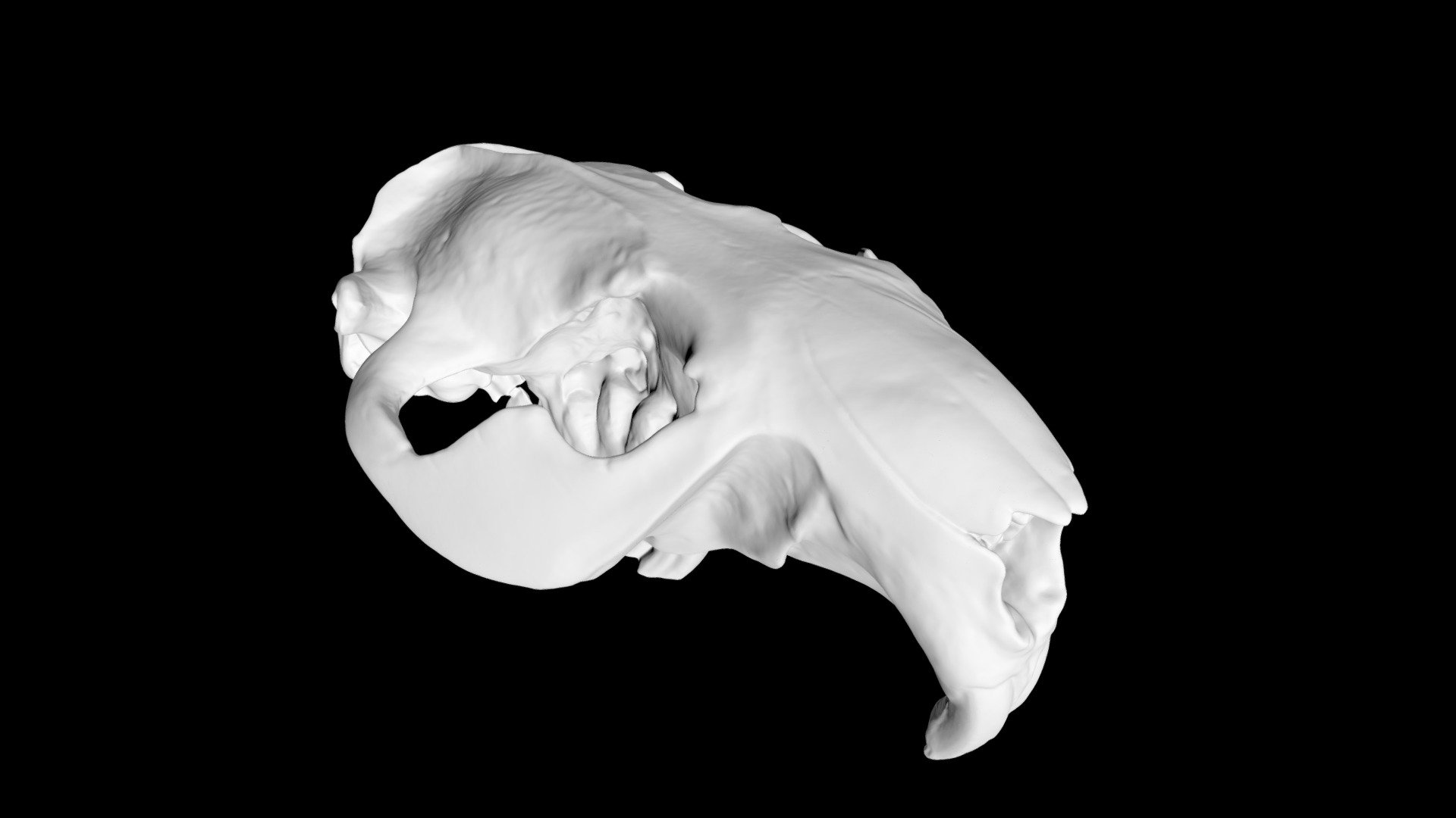 Beaver Cranium