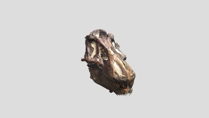 T-Rex Skull 3D 3D Model