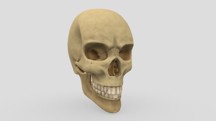Human Skull 3D Model