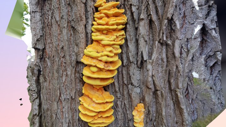 Mushrooms on a tree 3D Model