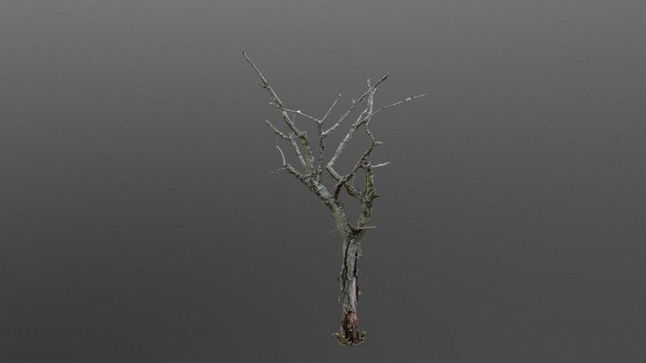 The Old Dead Tree 3D Model
