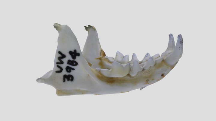 UWYMV:Mamm:3984, Mustela frenata, Mandible – Kostenloses 3D-Modell STL