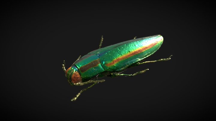 Chrysochroa fulgidissima 3D Model