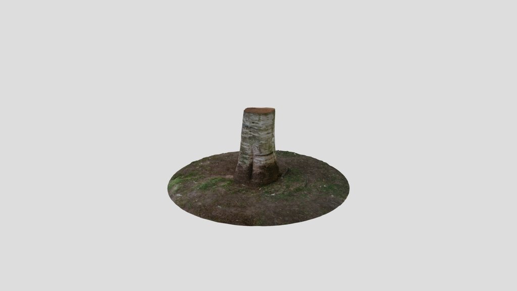 Tree Stump