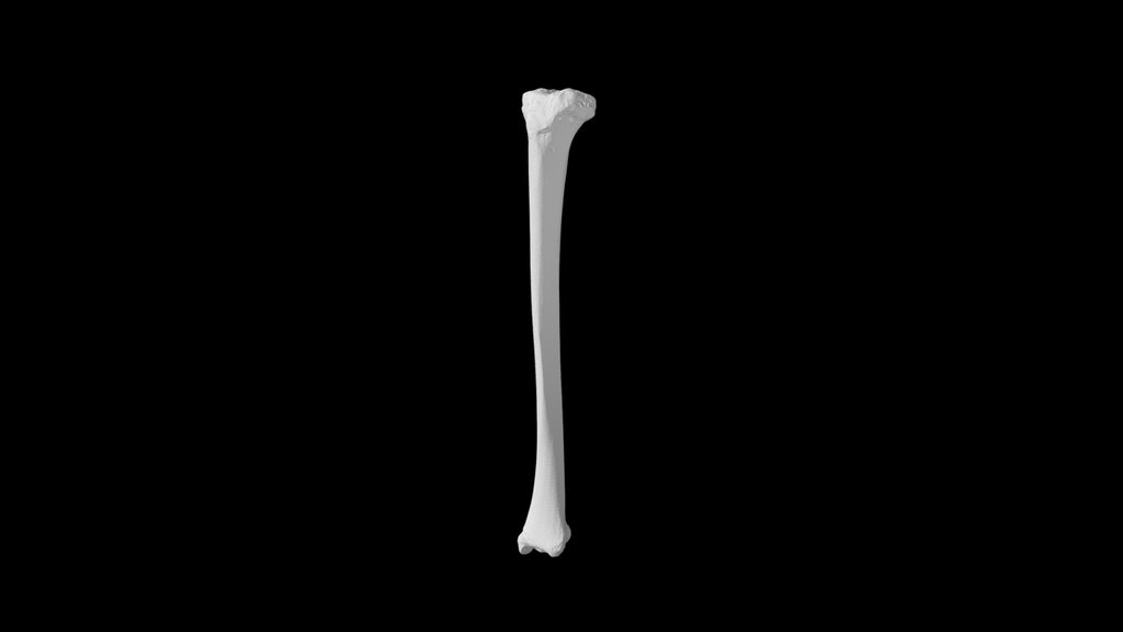 Human Tibia