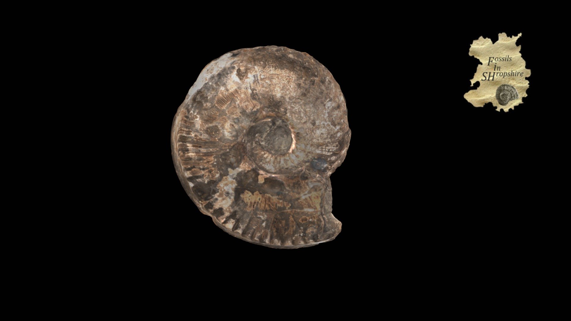 Ammonite - Hyperlioceras