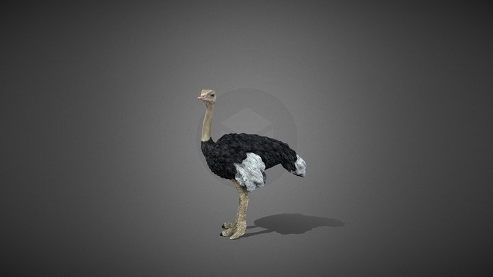 Ostrich（Struthio camelus） – Modello 3D gratuito STL