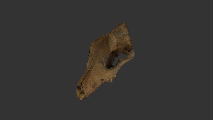 C5755 2 canis familiaris - Moesgaard Museum 3D Model