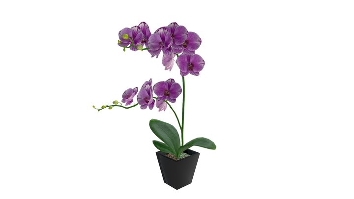 Phalaenopsis 3D Model