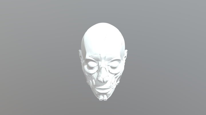 Muscles_Anatomy 3D Model