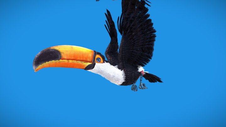 Toco toucan 3D Model