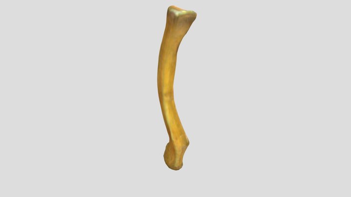 [Annotated] Tulang clavicula 3D Model