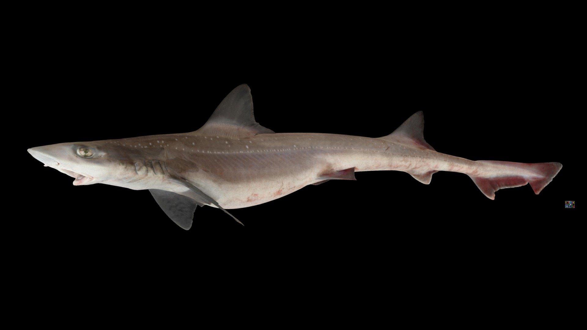 ホシザメ Starspotted Dogfish, Mustelus manazo