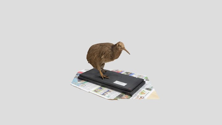 キーウイ　剥製　天王寺  動物園 3D Model