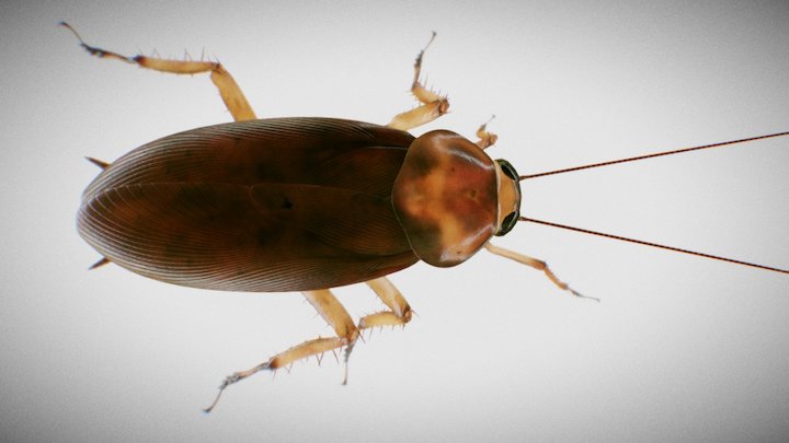 American cockroach 3D Model