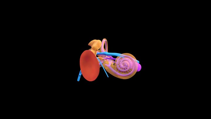 Middle and inner ear 3D Model