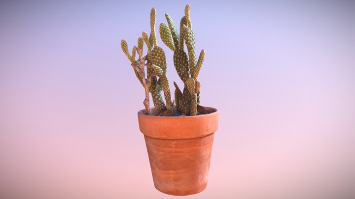 Little Cactus - 3D Scan 3D Model