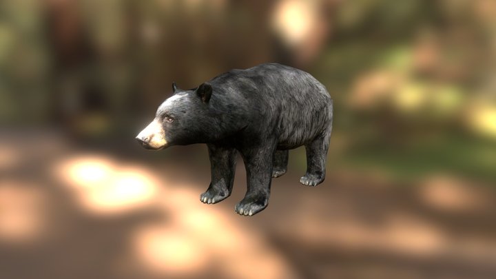 American Black Bear 3D Model