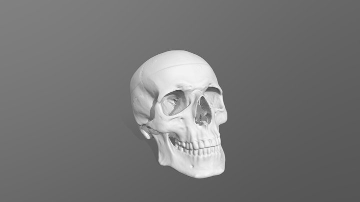 Skull - Revopoint POP4 Hybrid – Modèle 3D gratuit STL