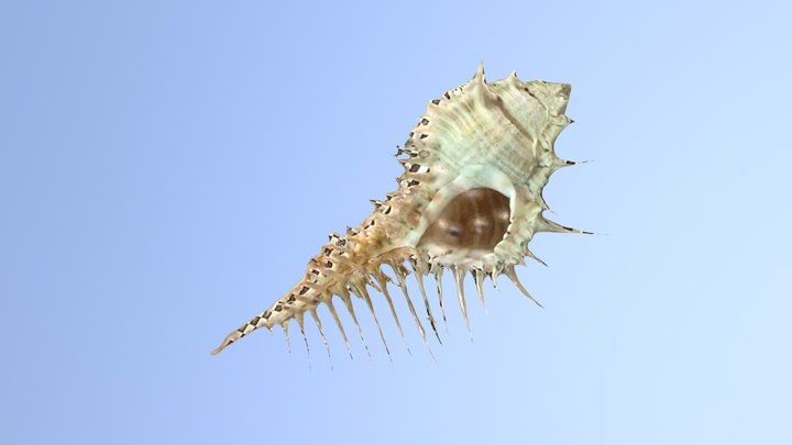 維納斯骨螺Murex pecten 3D Model