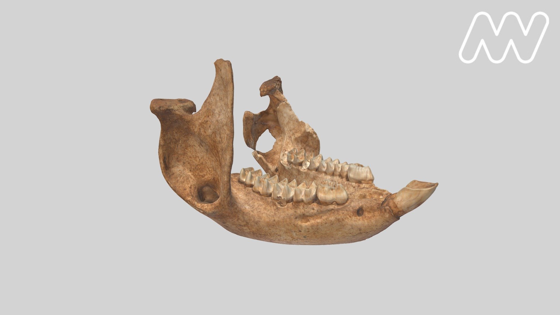 P232584, Short-faced Kangaroo Mandible - 3D model by Museums Victoria ...