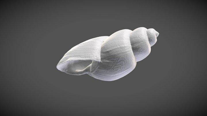 Bulinus beccarii (Paladilhe, 1872) – Modello 3D gratuito STL