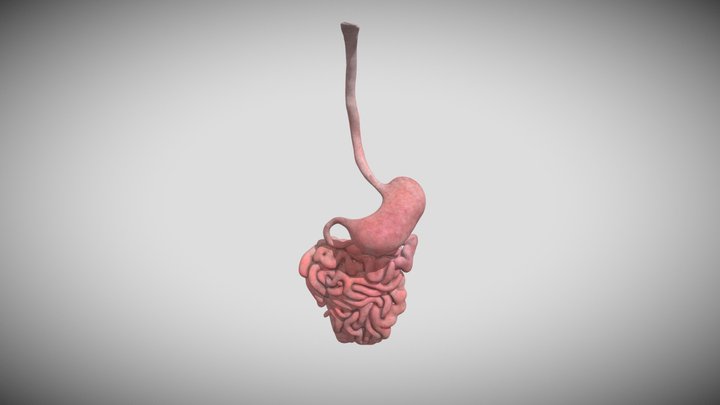 Small Intestine 3D Model