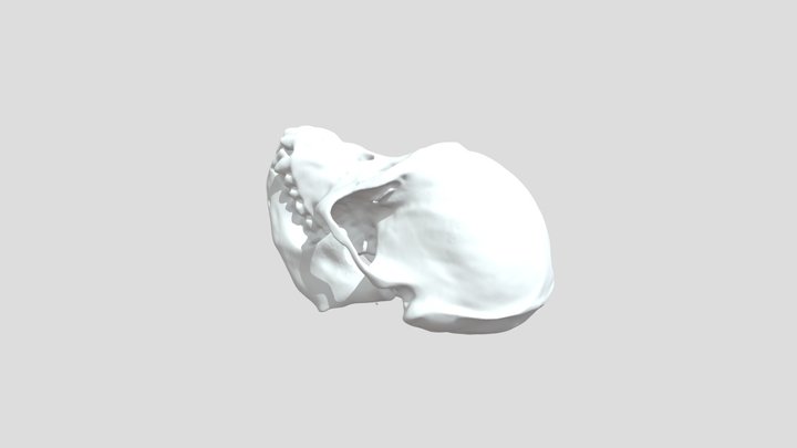 Orangutan 3D Model
