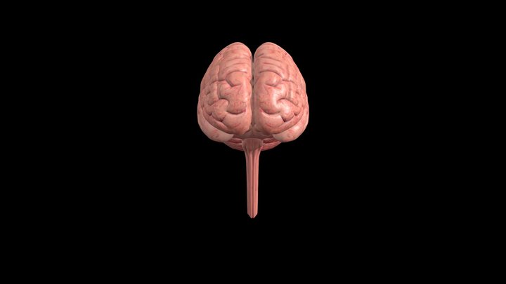 Human Brain 3D Model