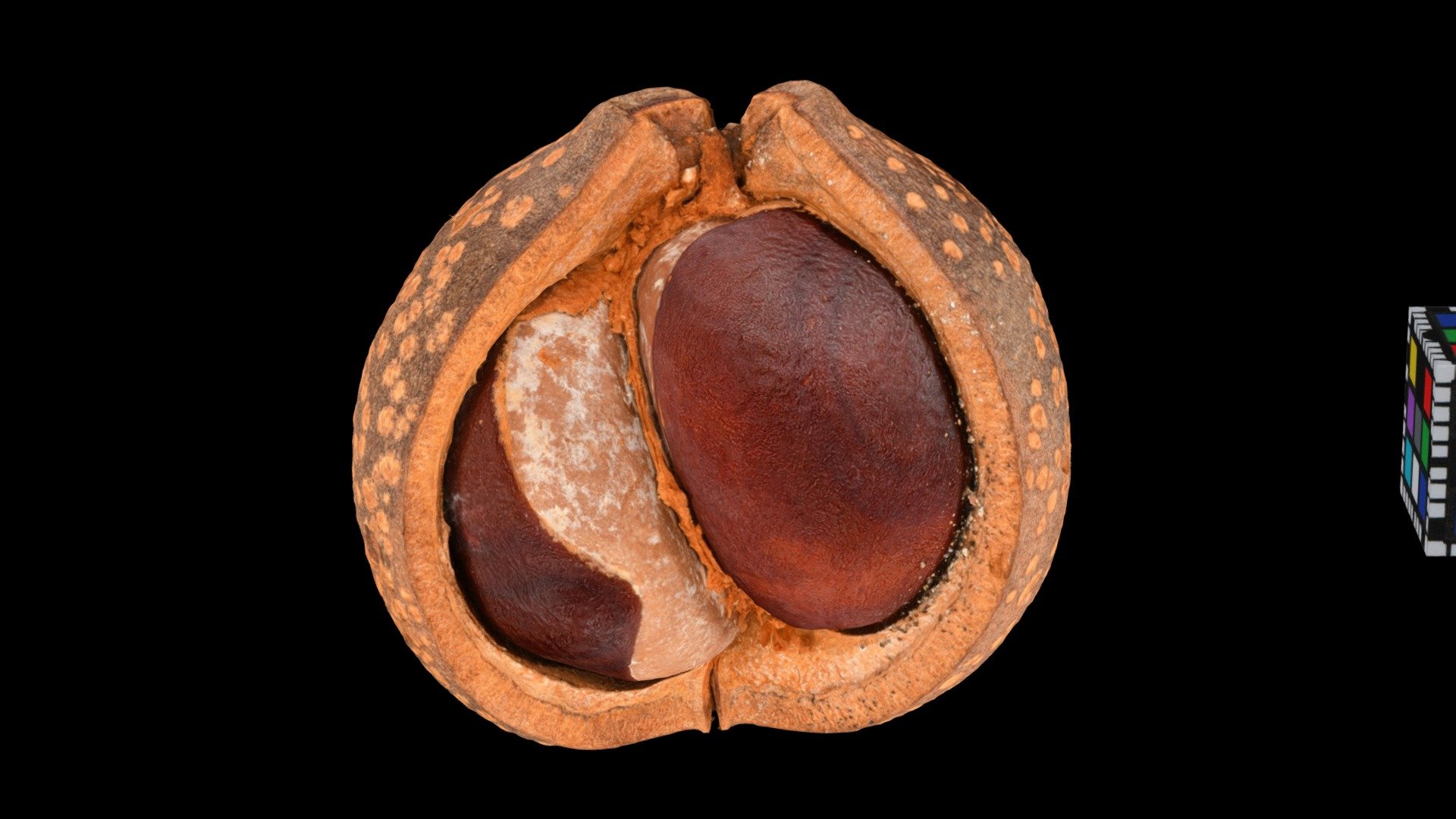 トチノキ Horse Chestnut, Aesculus turbinata