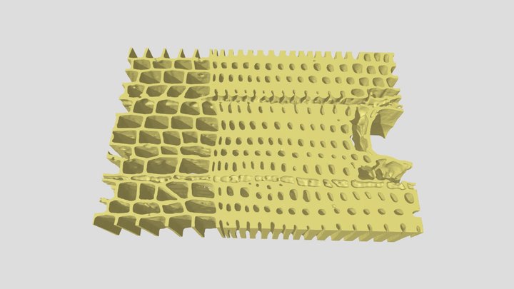 Scots pine: Wood at the annual boundary (01) 3D Model