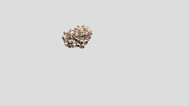 Coral 3D Model