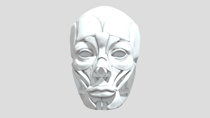 Escultura Digital: Cráneo y Músculos 3D Model