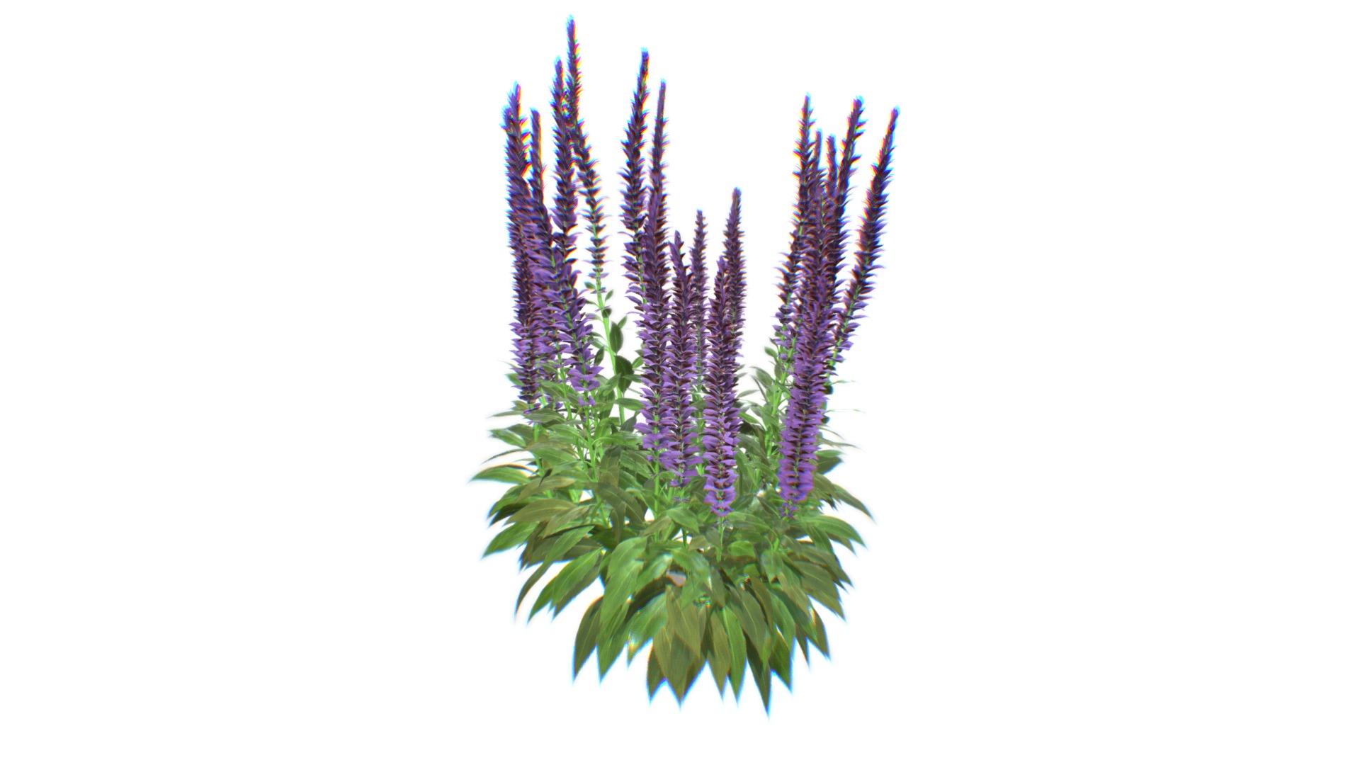 3D model PLANT: Salvia Nemorosa Ostfriesland - This is a 3D model of the PLANT: Salvia Nemorosa Ostfriesland. The 3D model is about a plant with purple flowers.