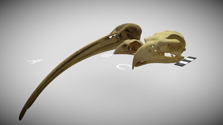 Various Australian bird skulls 3D Model