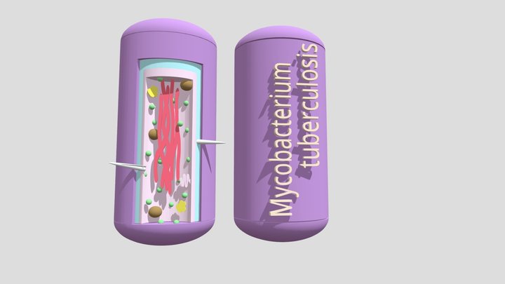 MICROUGHS_Mycobacterium_tuberculosis_AVM 3D Model