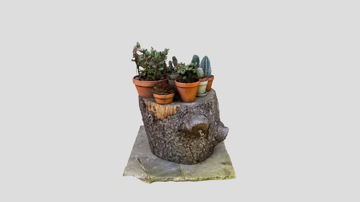 Cactus stump iPhone Photo mode 3D Model