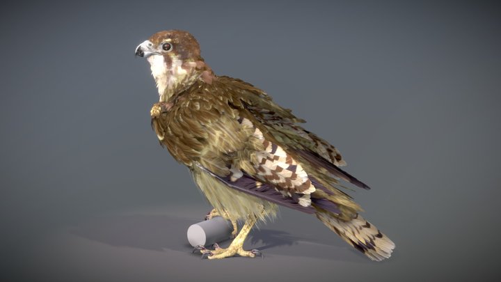 Brown Falcon 3D Model