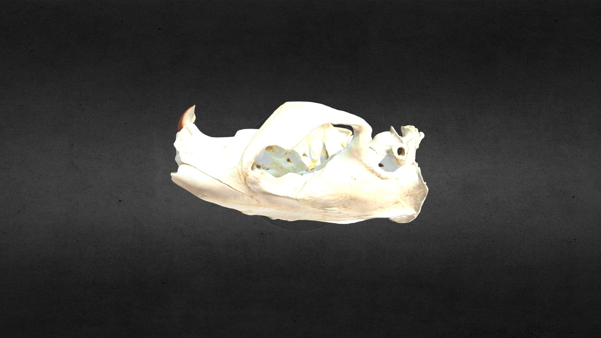 MSCC026 Castor canadensis cranium