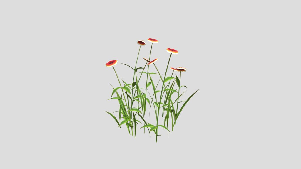 Wild Flower Firewheel