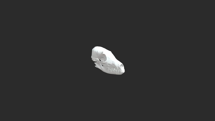 Arctic Fox Skull 3D Model