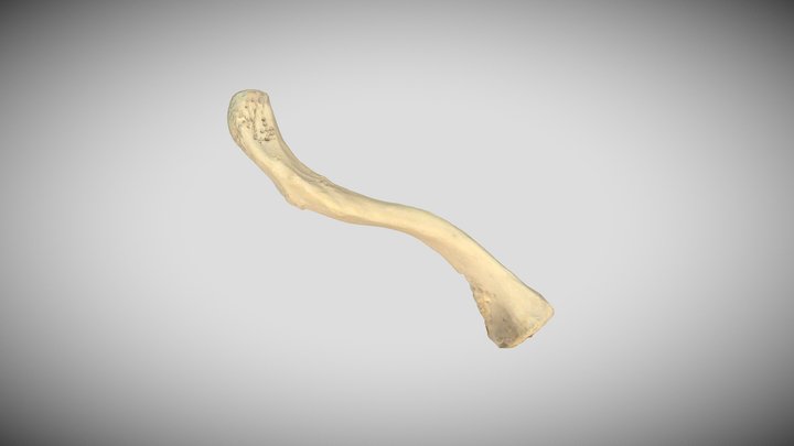 Clavicula, links 3D Model