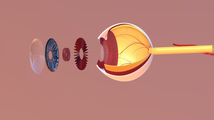 Eye Extension with Vitreous Humor 3D Model