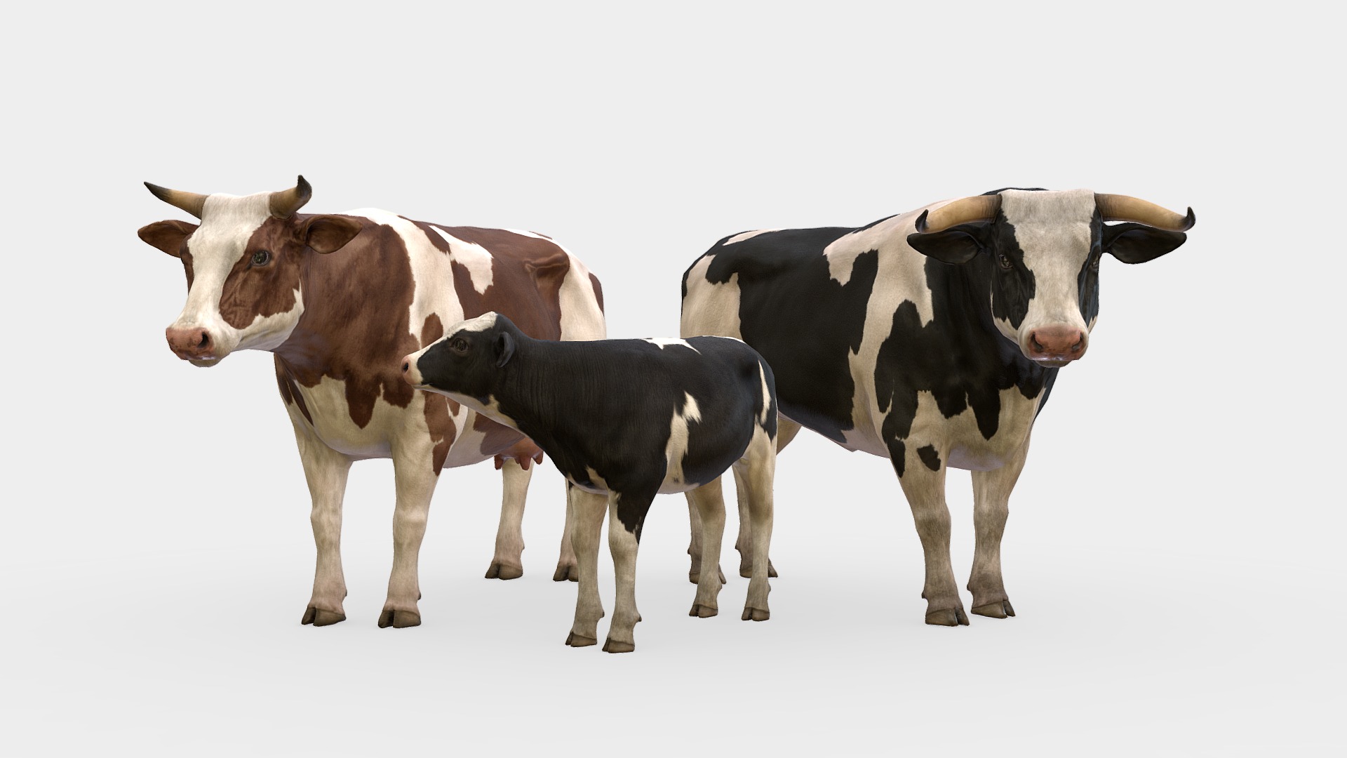 3D model Cow Family - This is a 3D model of the Cow Family. The 3D model is about a group of cows.