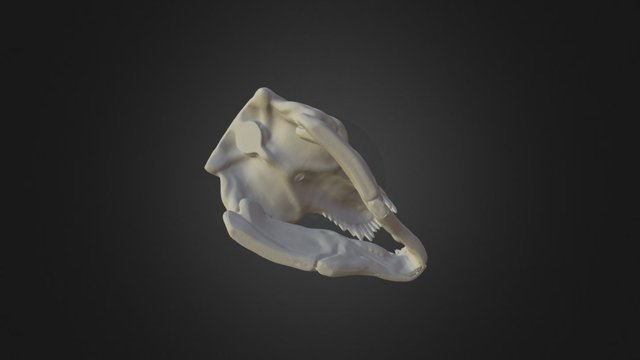 T- Rex 4 Scans 1 Prozent Simplify (RAW) 3D Model