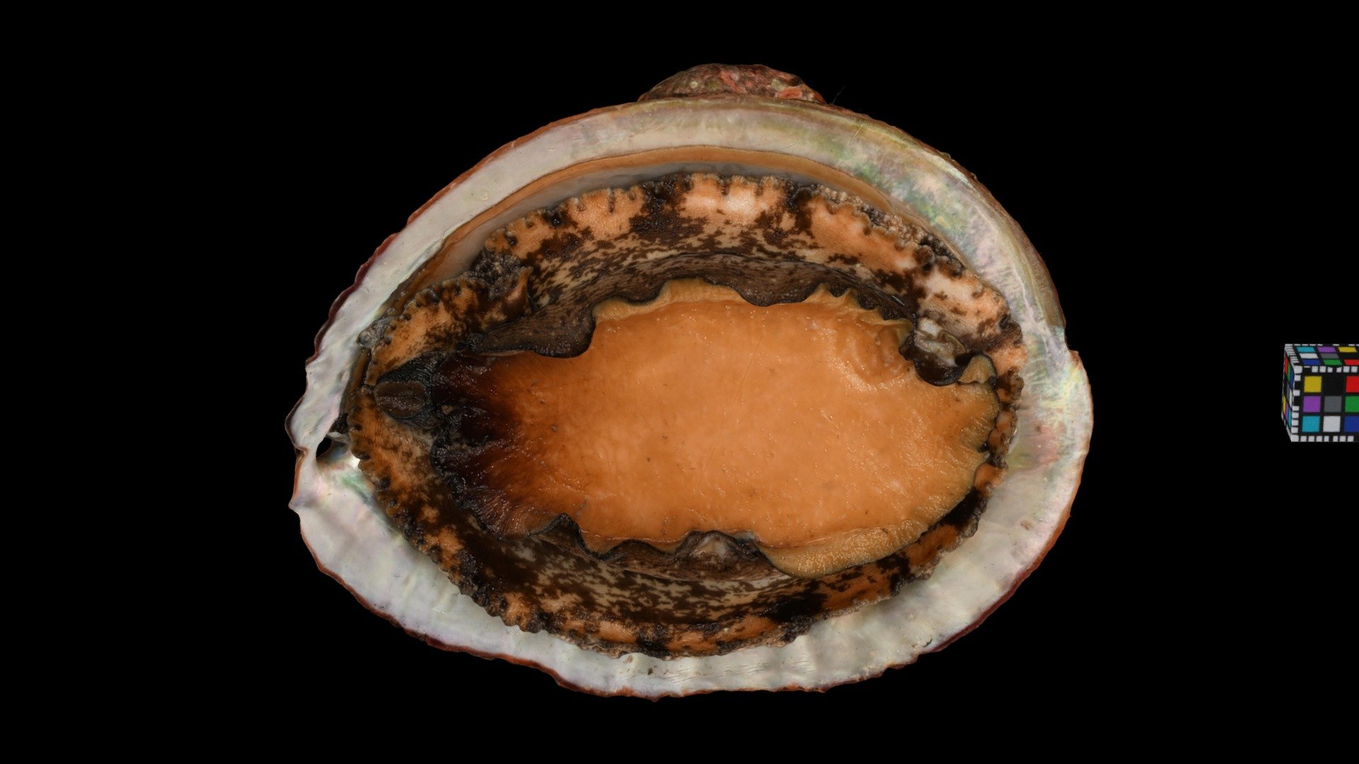 メガイアワビ Disk Abalone, Haliotis gigantea