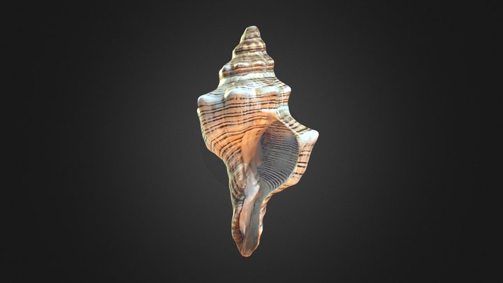 striped fox conch 3D Model