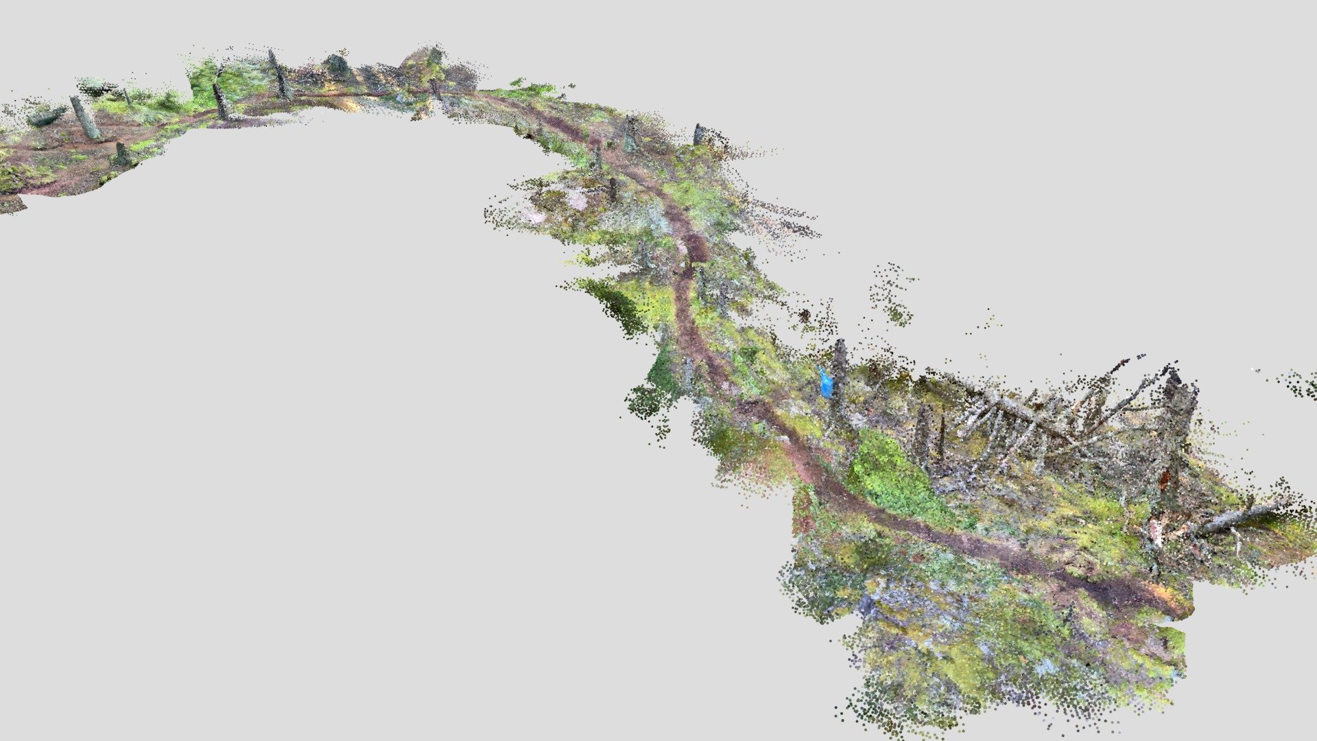 Mossy Forest Path - SiteScape 3D Scan